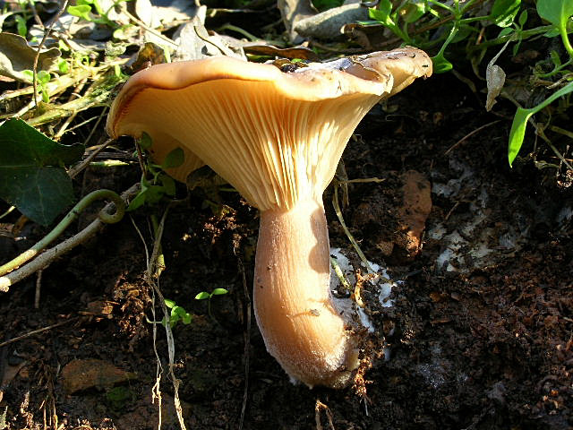 Clitocybe geotropa e Omphalotus olearius